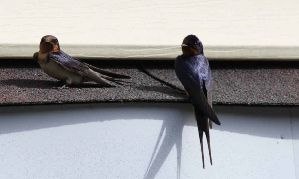 Barn swallow - Male & Female - Waldwick, NJ.JPG
