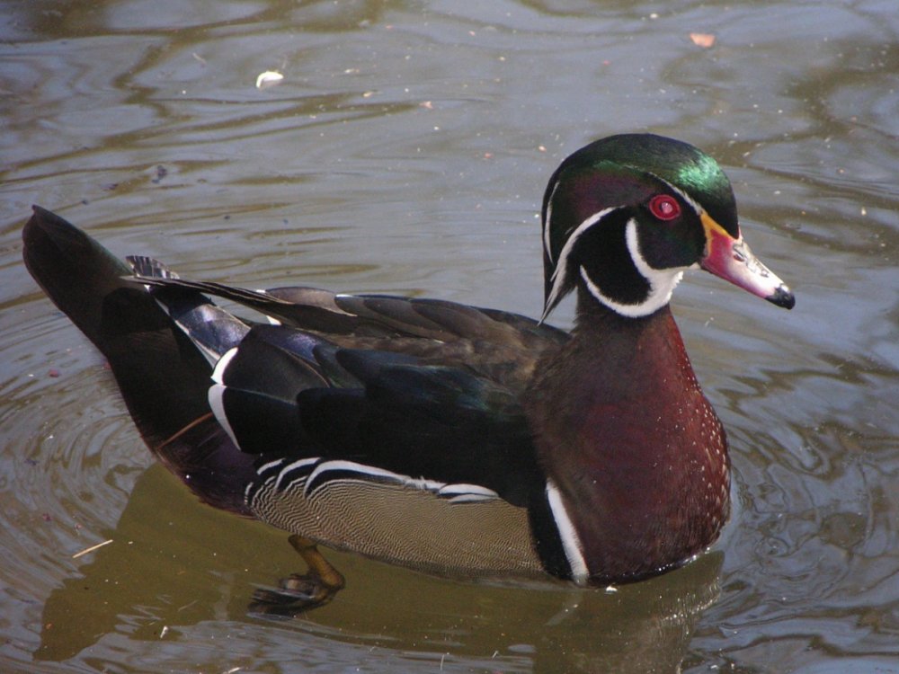 1187438702_WoodDuck.thumb.JPG.572b0cbf4053f5383c7bc35df7a32af7.JPG
