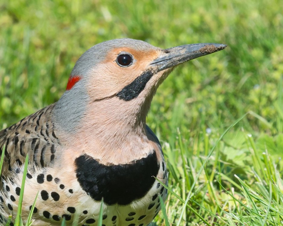 Northern Flicker crop HVT-7226032.jpg