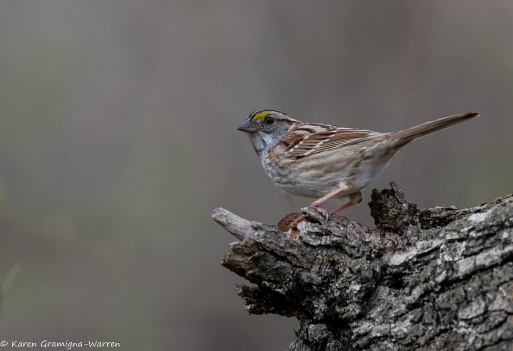 White Throated Sparrow (1 of 1).jpg