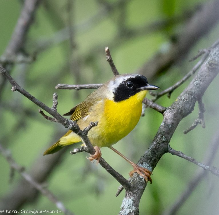 Yellow bird with Black mask-1.jpg