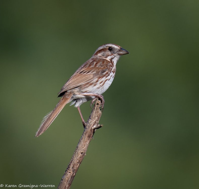 Sparrow or female-1.jpg