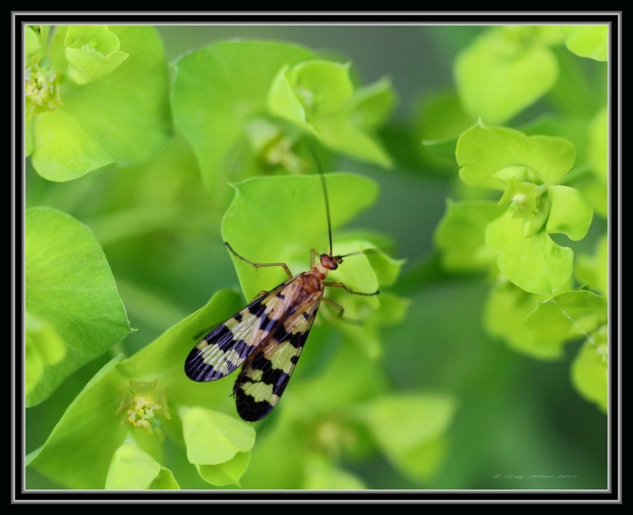 Scorpionfly - Panorpa nuptialis.jpg