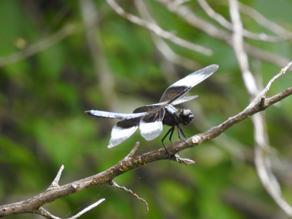 dragonfly (2).JPG