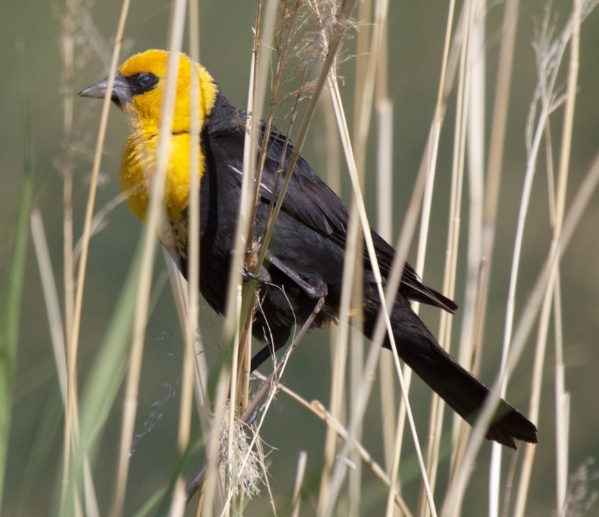 455036930_BlackbirdYellow-headed.thumb.jpg.fc51c6221af20d4f0014812d6377512e.jpg