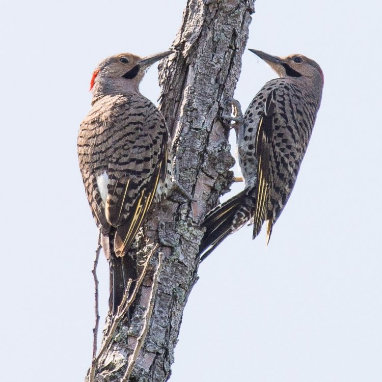 Northern Flickers dual attack1x1-6002673.jpg