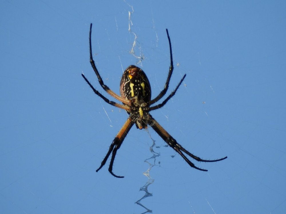 spider (1).JPG