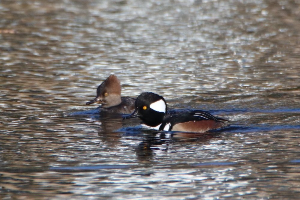 Hooded merganser, male & female - Degnan Park, NJ.JPG