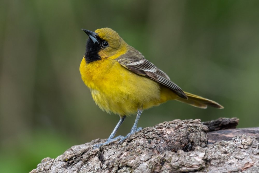 yellow bird-1.jpg