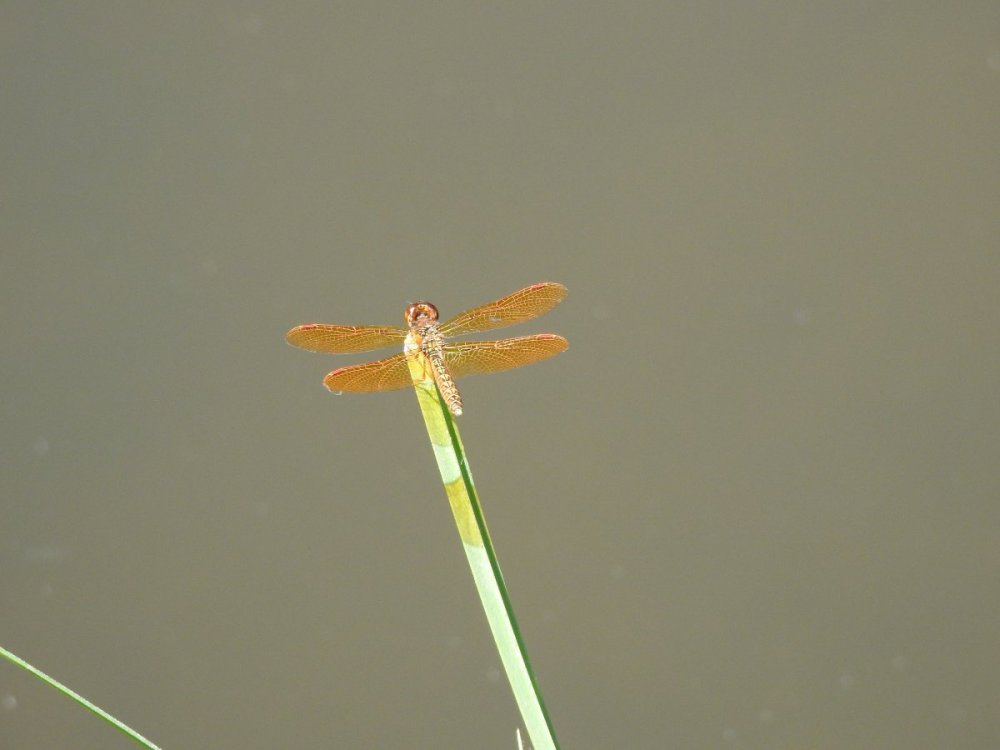 dragonfly (1).JPG
