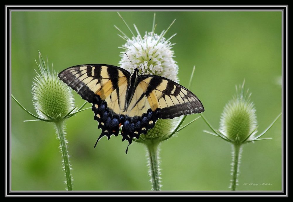 East Swallowtail.jpg