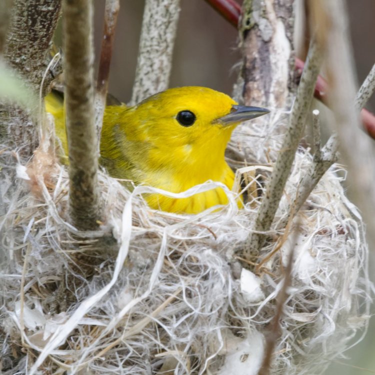 Yellow Warbler nest lo-res dXo HVT-.jpg