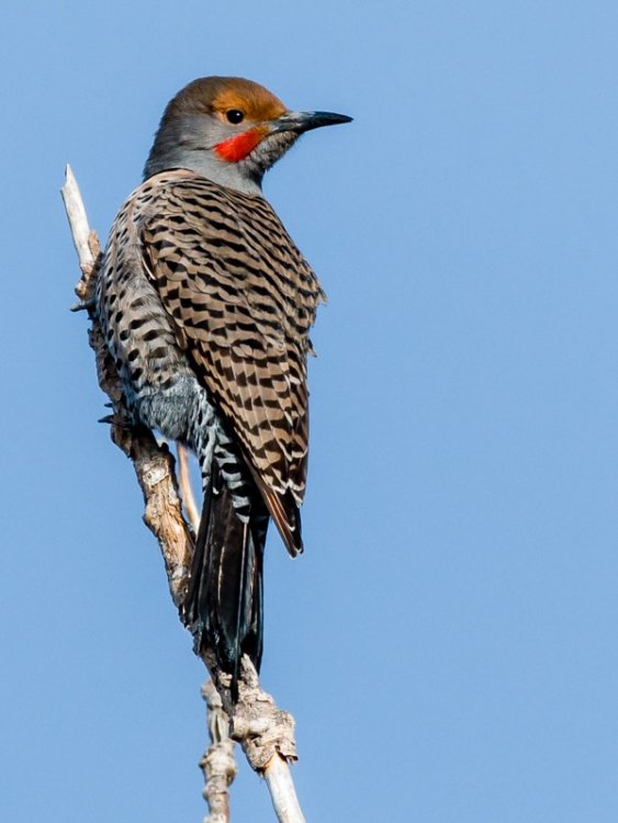 BirdForum-45471.thumb.jpg.572e82921c2e6eab95d176d2e628ac18.jpg