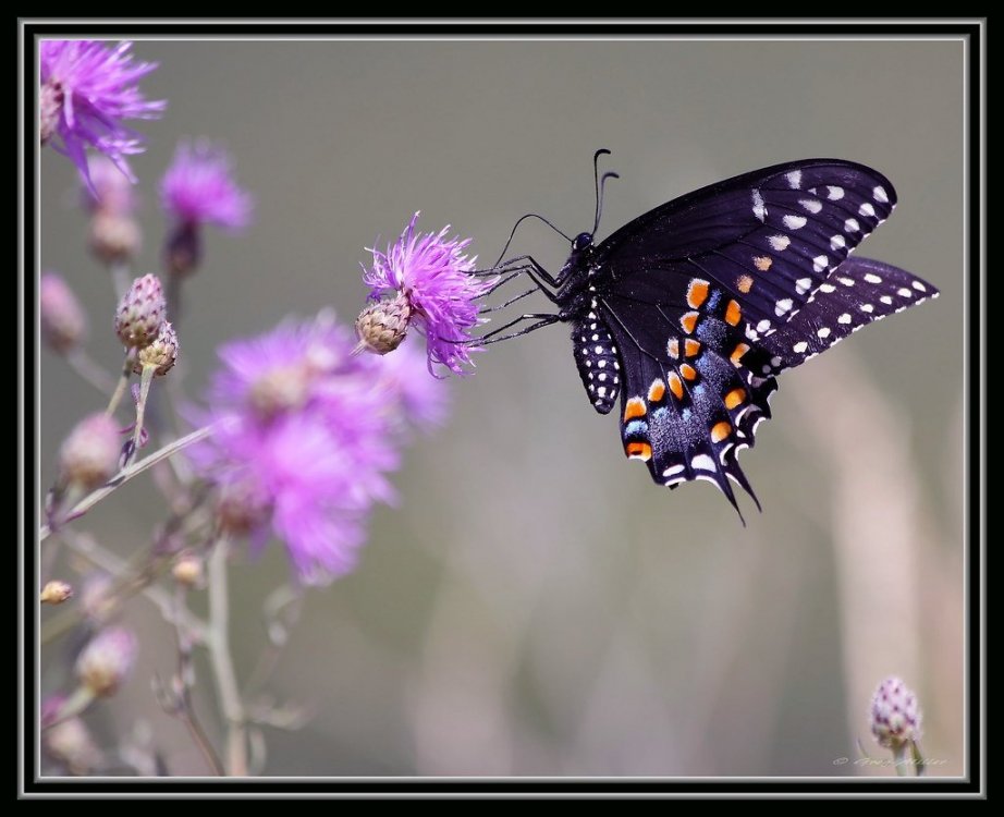 BlackSwallowtail.jpg