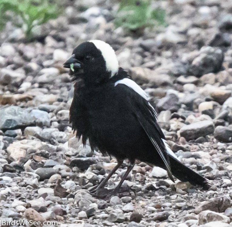 Bobolink.thumb.jpg.aa1f07fcde06fb8eaf65981894726882.jpg