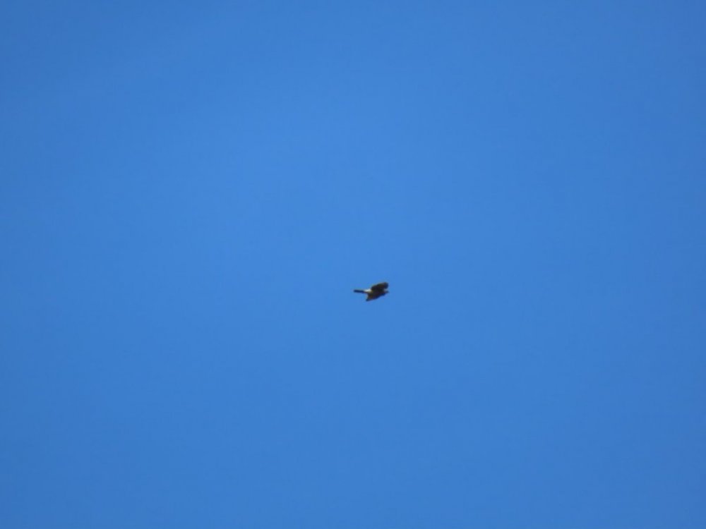 IMG_5713.JPG
