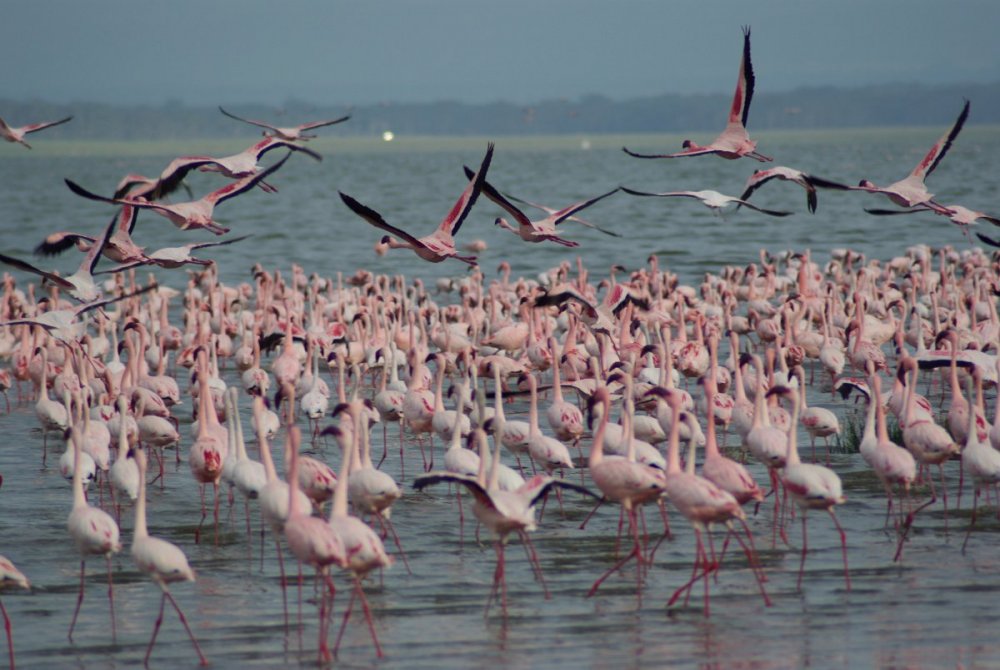 flamingoes2bright.jpg