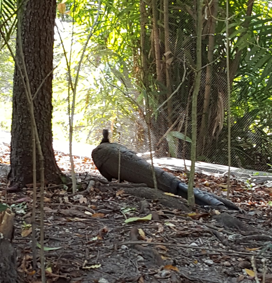 saw this bird/fowl at Zoo Miami Help Me Identify a Bird Outside North America Whatbird Community