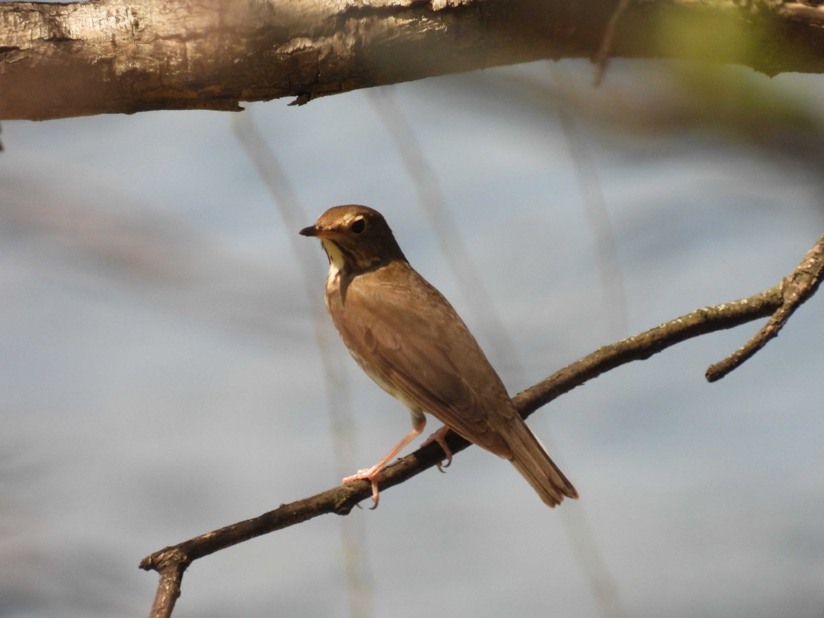 brown-bird-id-needed-help-me-identify-a-north-american-bird