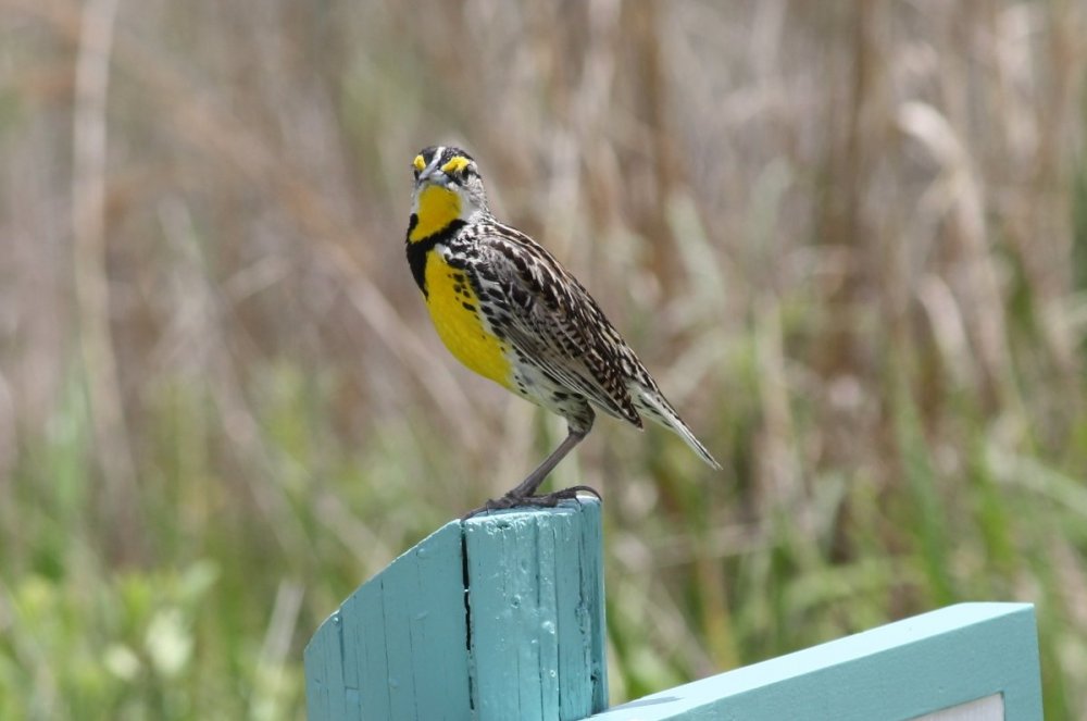 Eastern meadowlark - Disney Wilderness Preserve, FL.JPG