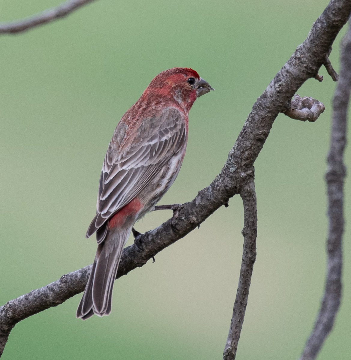 house-finch-vs-purple-finch-help-me-identify-a-north-american-bird-whatbird-community