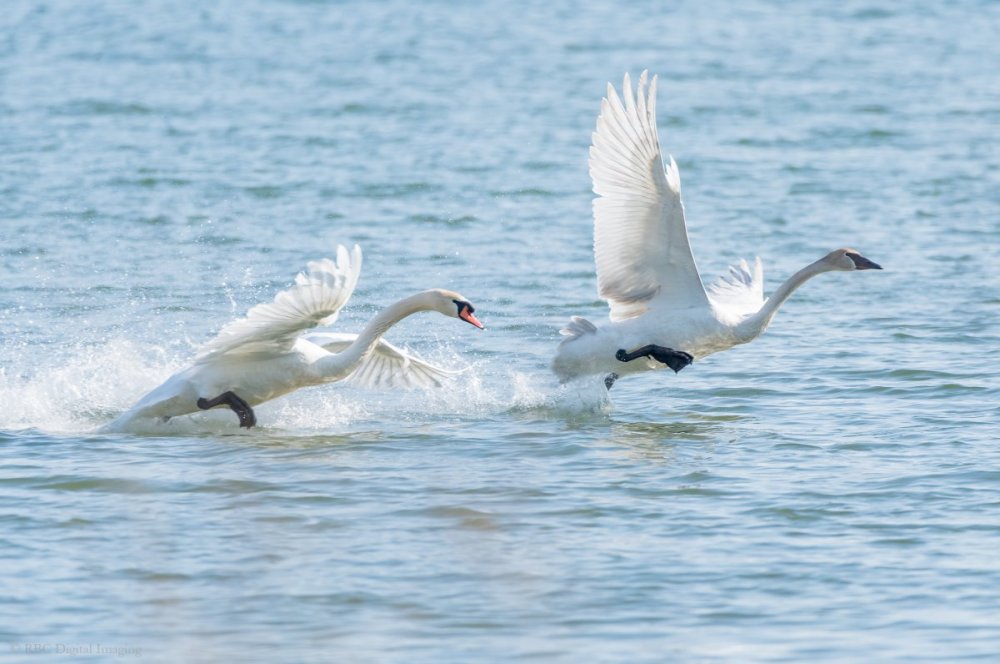 Trumpeter Swan chased by Mute Swan HVT-7516334.jpg