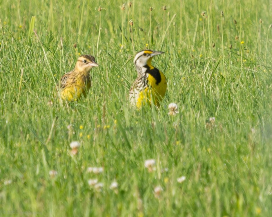 Eastern Meadowlark and juv CAir-7229091.jpg