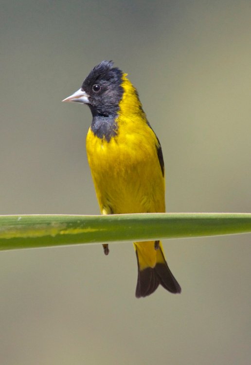 1923957932_SiskinBlack-headed.thumb.jpg.581c96ef0ff6452490004708bcfff0f1.jpg