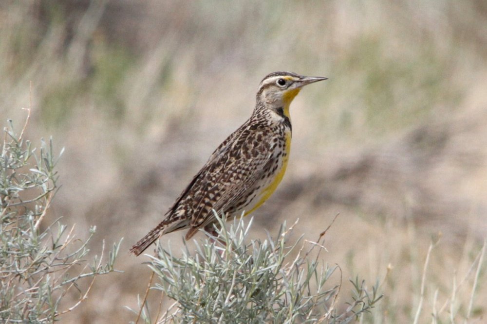 2021-03-24_Antelope_Valley_4471_w.jpg
