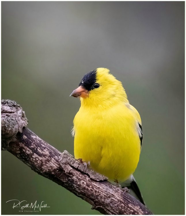 Goldfinch Bill.jpg