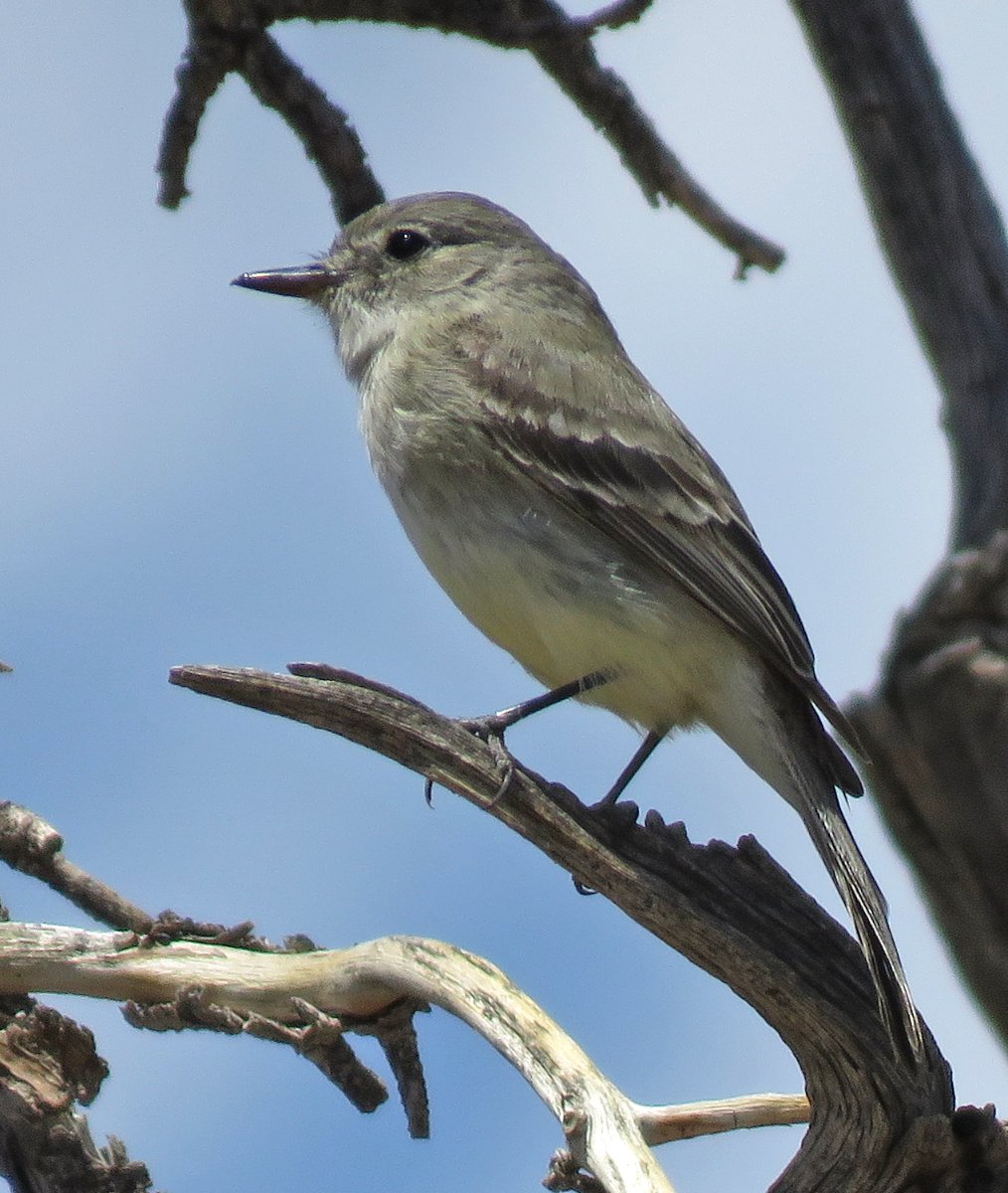 Hammond's or Gray? - Help Me Identify a North American Bird - Whatbird ...