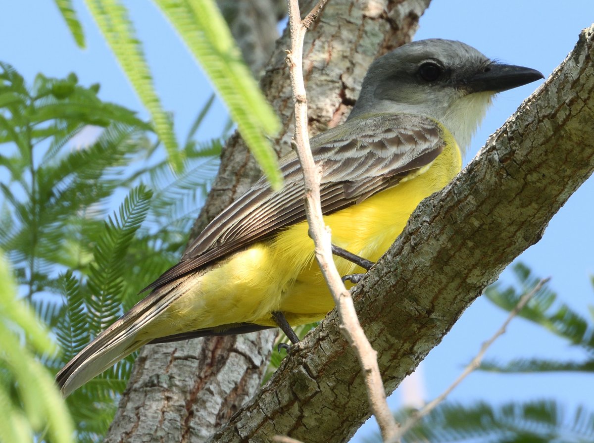 Tropical Kingbird? - Resaca de la Palma SP/WBC - Brownsville, TX - 4/10 ...