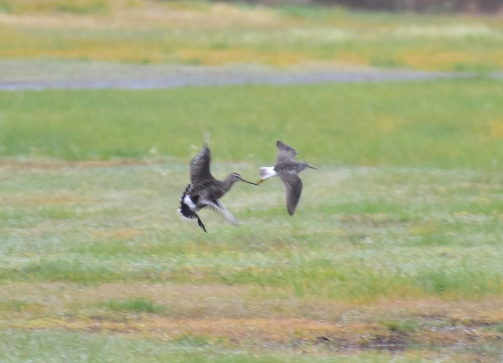 Baird's Sandpiper & American Golden Plover? - Help Me Identify a North ...