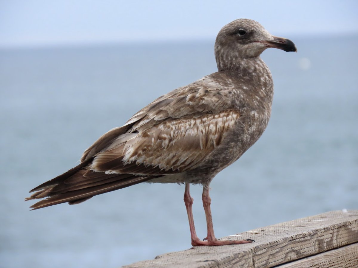 Herring? Help Me Identify a North American Bird Whatbird Community