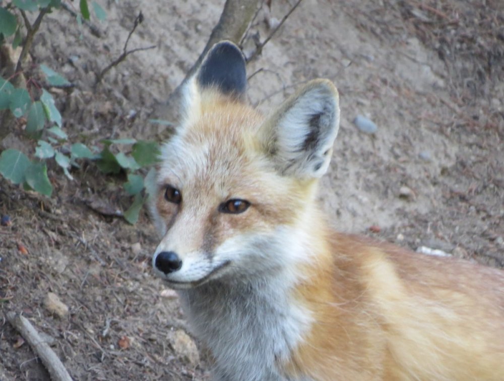 fox6crop.jpg