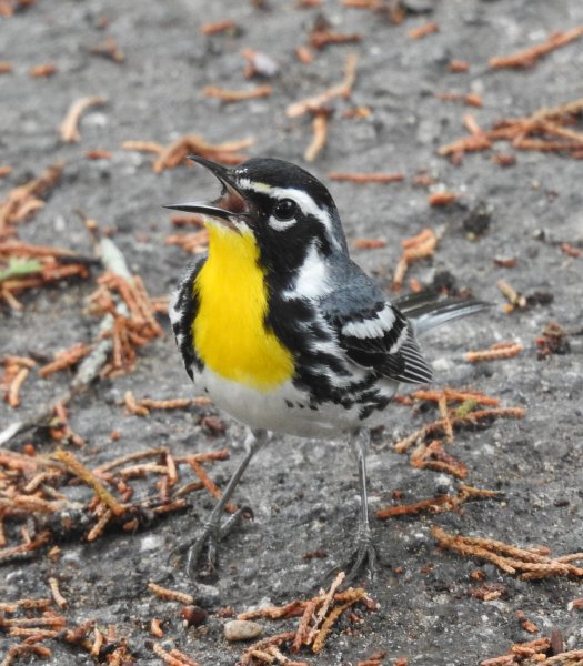 warbler, yellow-throated (20).JPG
