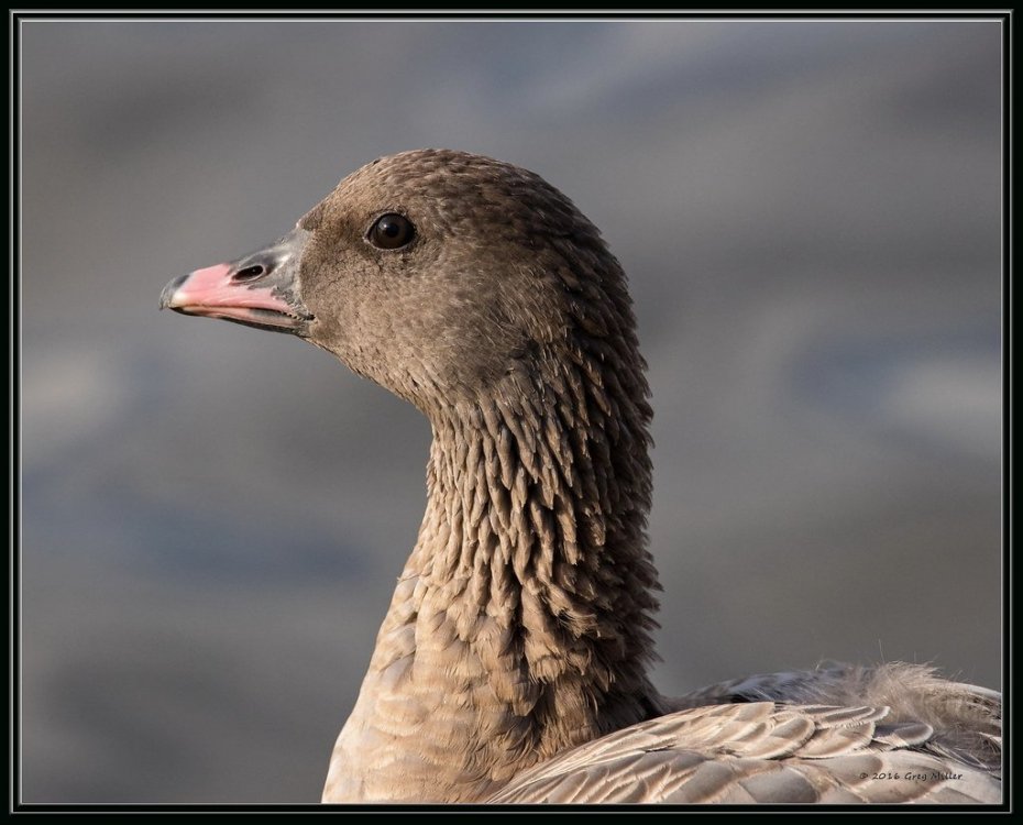 Pink-footed (2).jpg