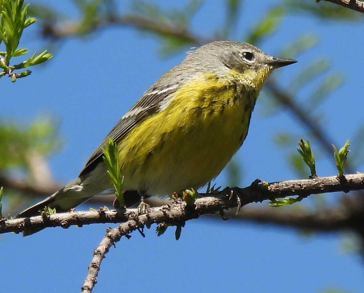 Yellow Belly Bird ..id? - Help Me Identify A North American Bird 