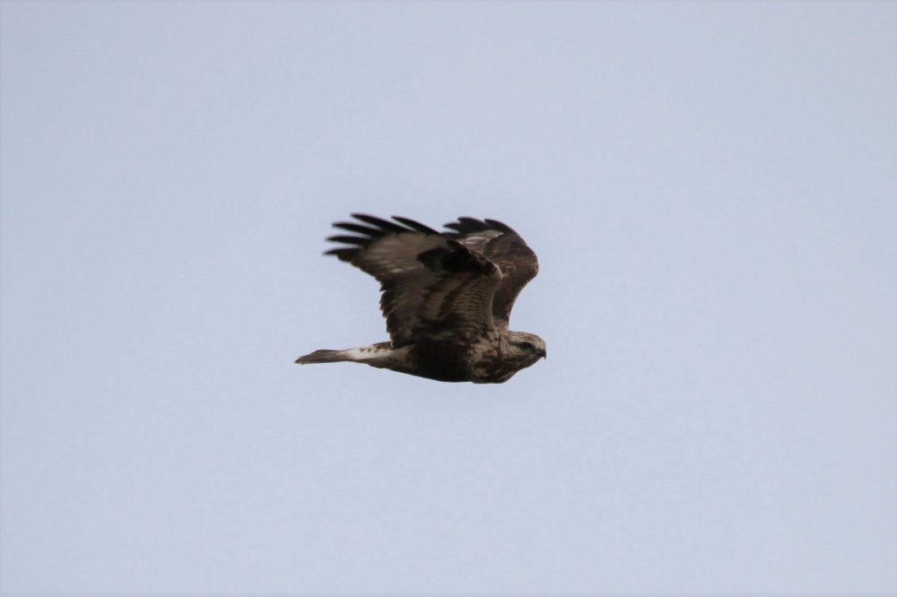 Rough-legged Hawk - 2021-04 - Amherst Island (4).JPG