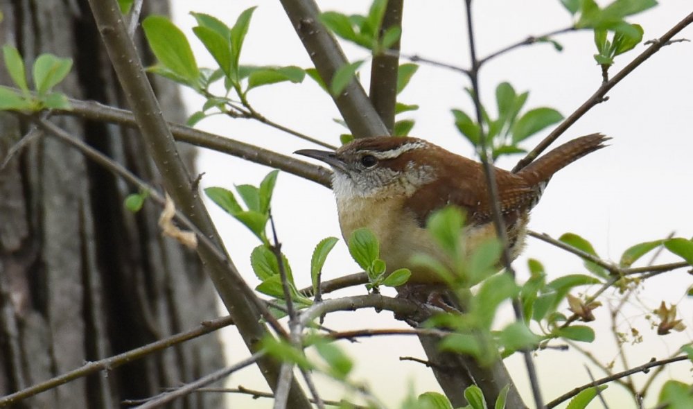 5_8_2021 Carolina Wren DSC_9816_DxO.jpg
