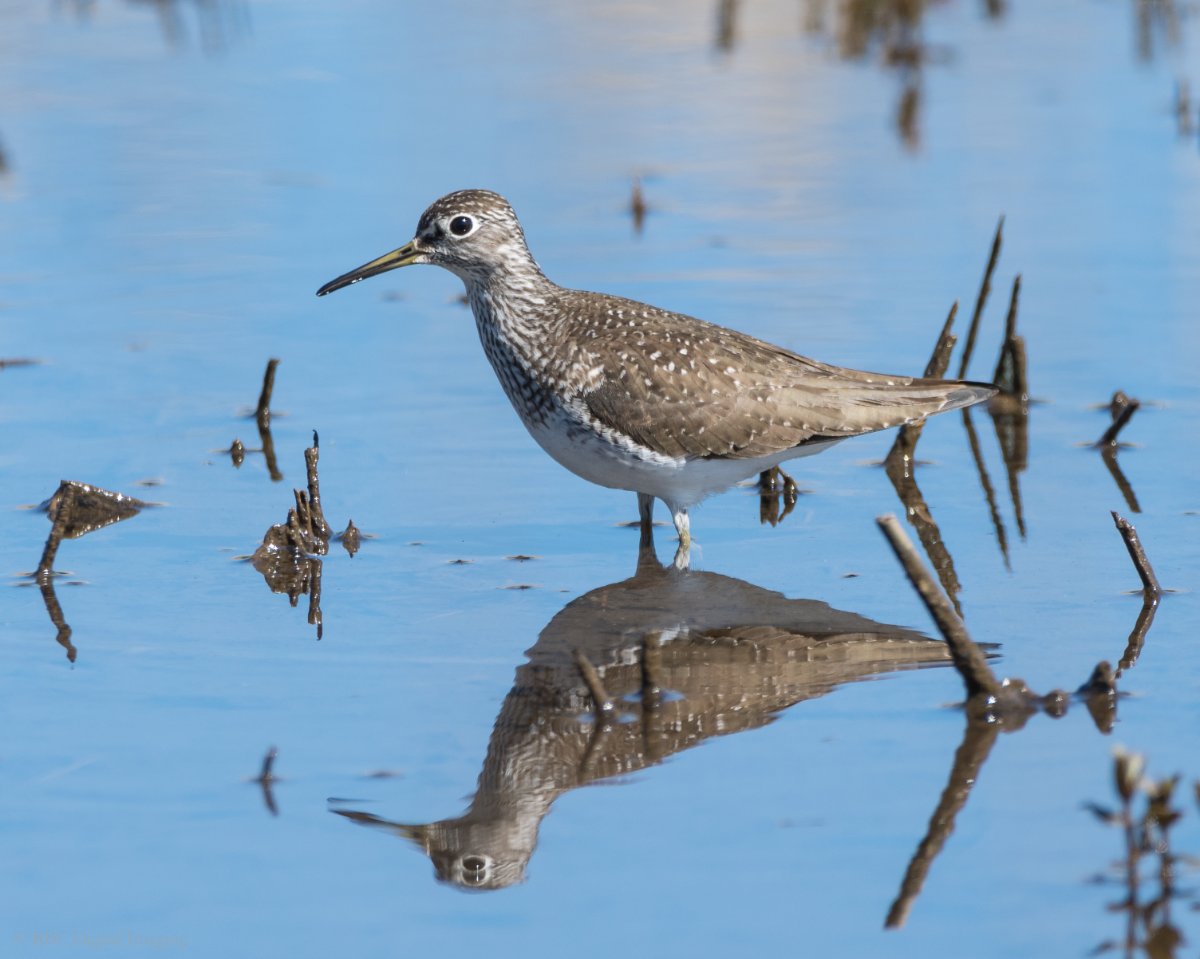 Solitary Sandpiper confirmation. - Help Me Identify a North American ...