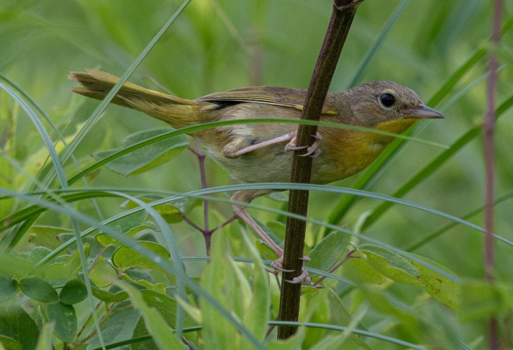 Yellow bird in field-1.jpg