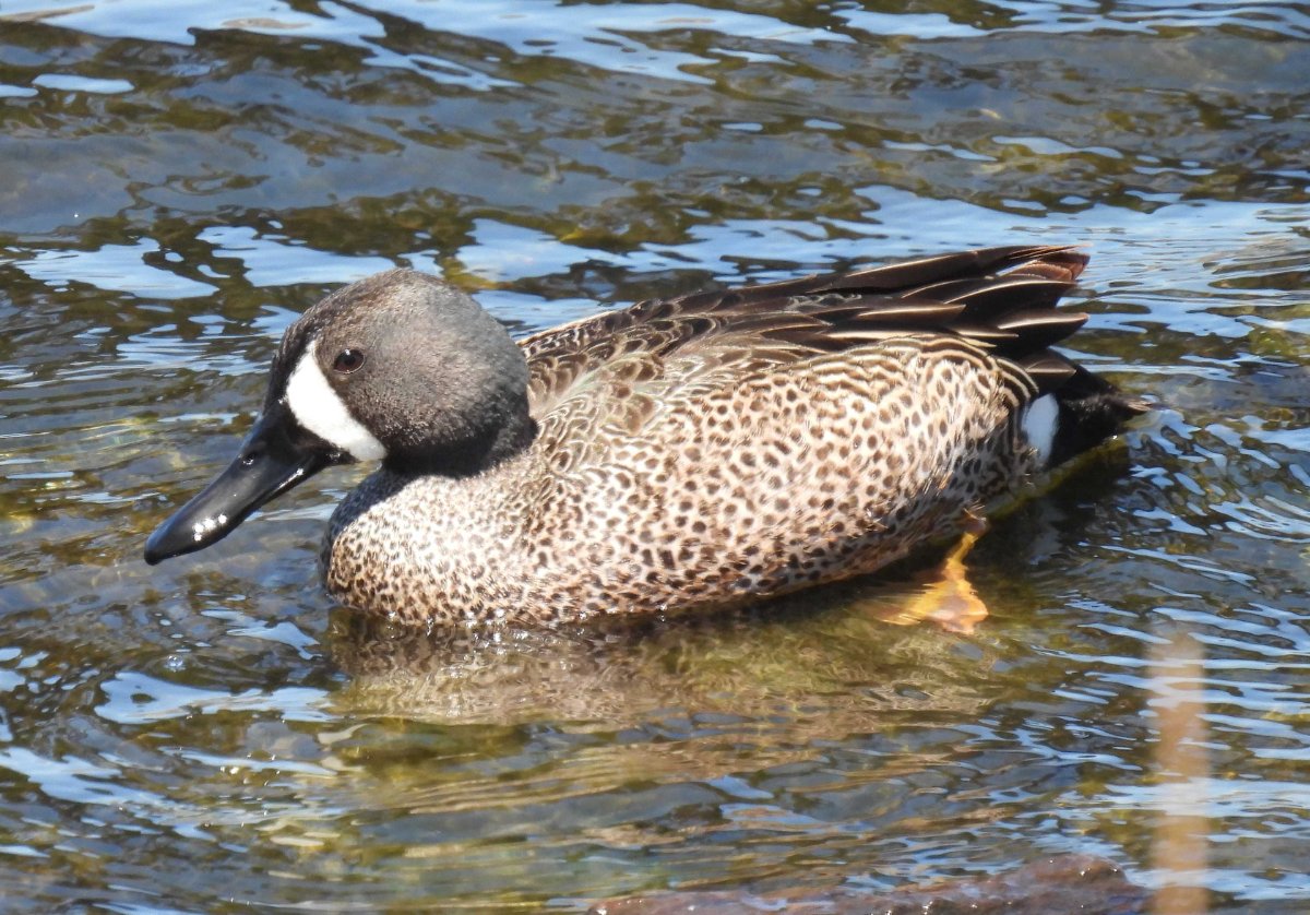 duck-type-help-me-identify-a-north-american-bird-whatbird-community