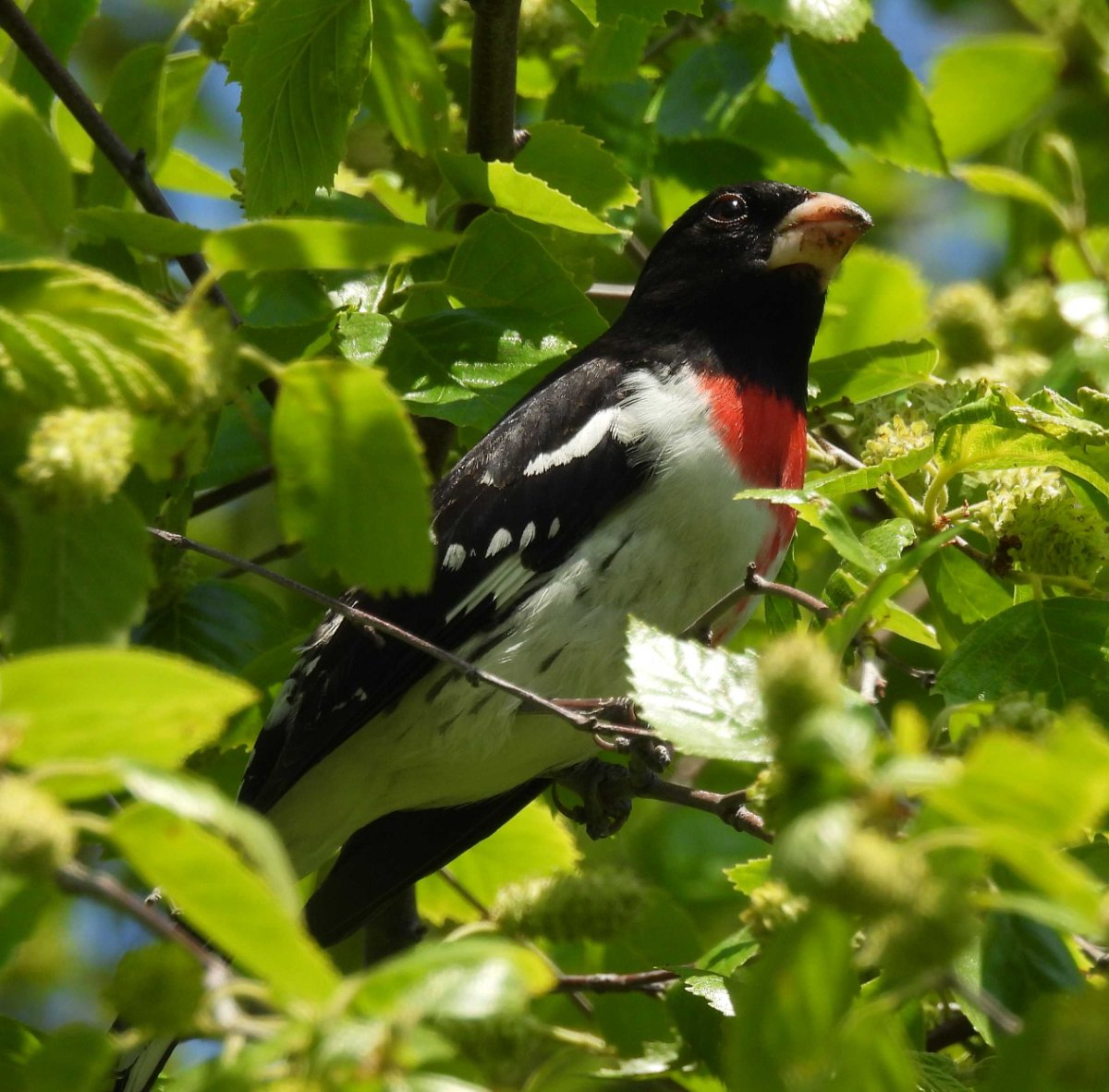 red-chest-black-head-id-help-me-identify-a-north-american-bird