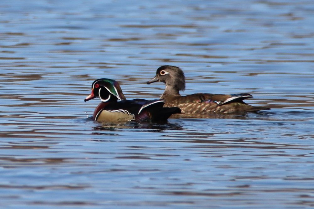 Wood duck - male & female - Celery Farm, NJ.JPG