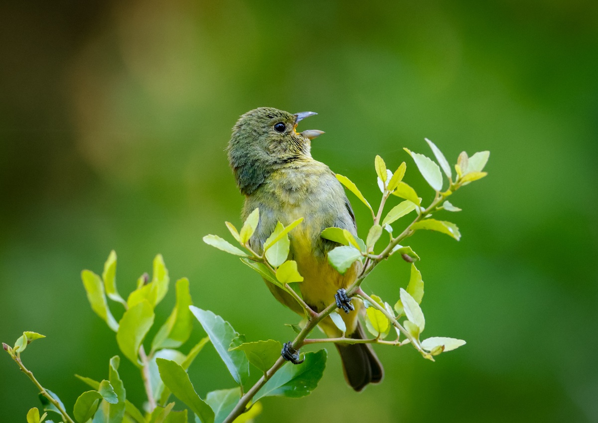 Painted bunting, female singing ? Help Me Identify a North American