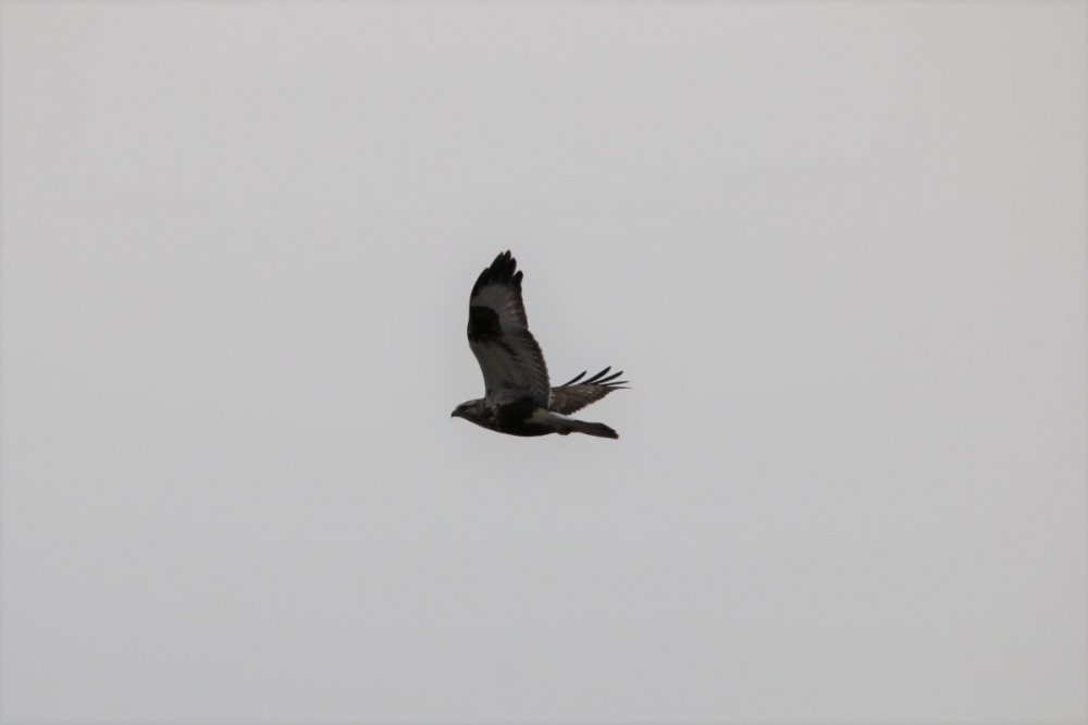 Rough-legged Hawk - 2021-04 - Amherst Island (2).JPG