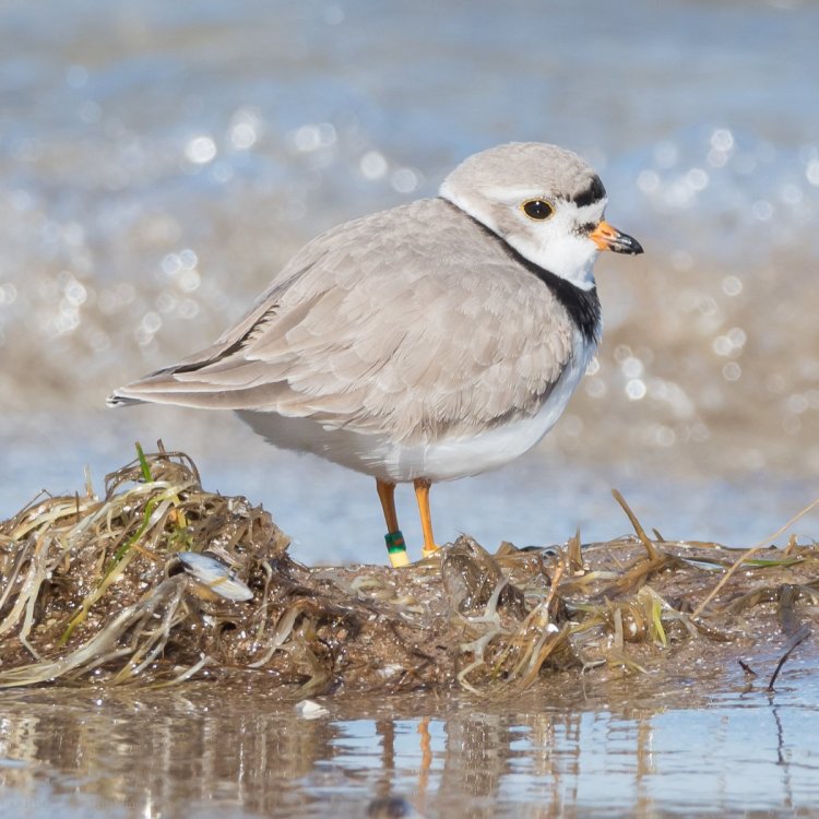 Piping Plover WasB-7518452.jpg