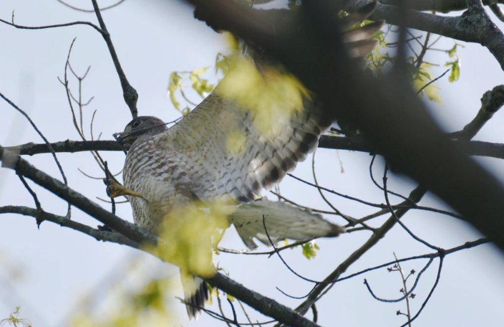 5_28_2019 Hawk DSC6769_DxO.jpg
