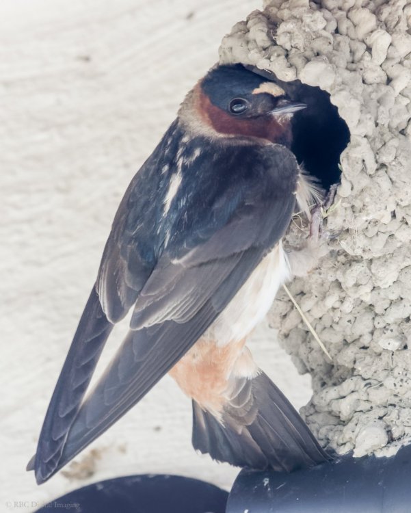 Cliff Swallow at nest HAR 7227778-.jpg